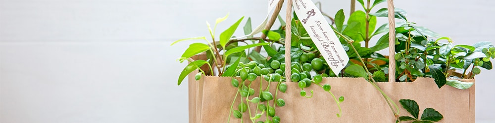紙袋からあふれる綺麗な植物